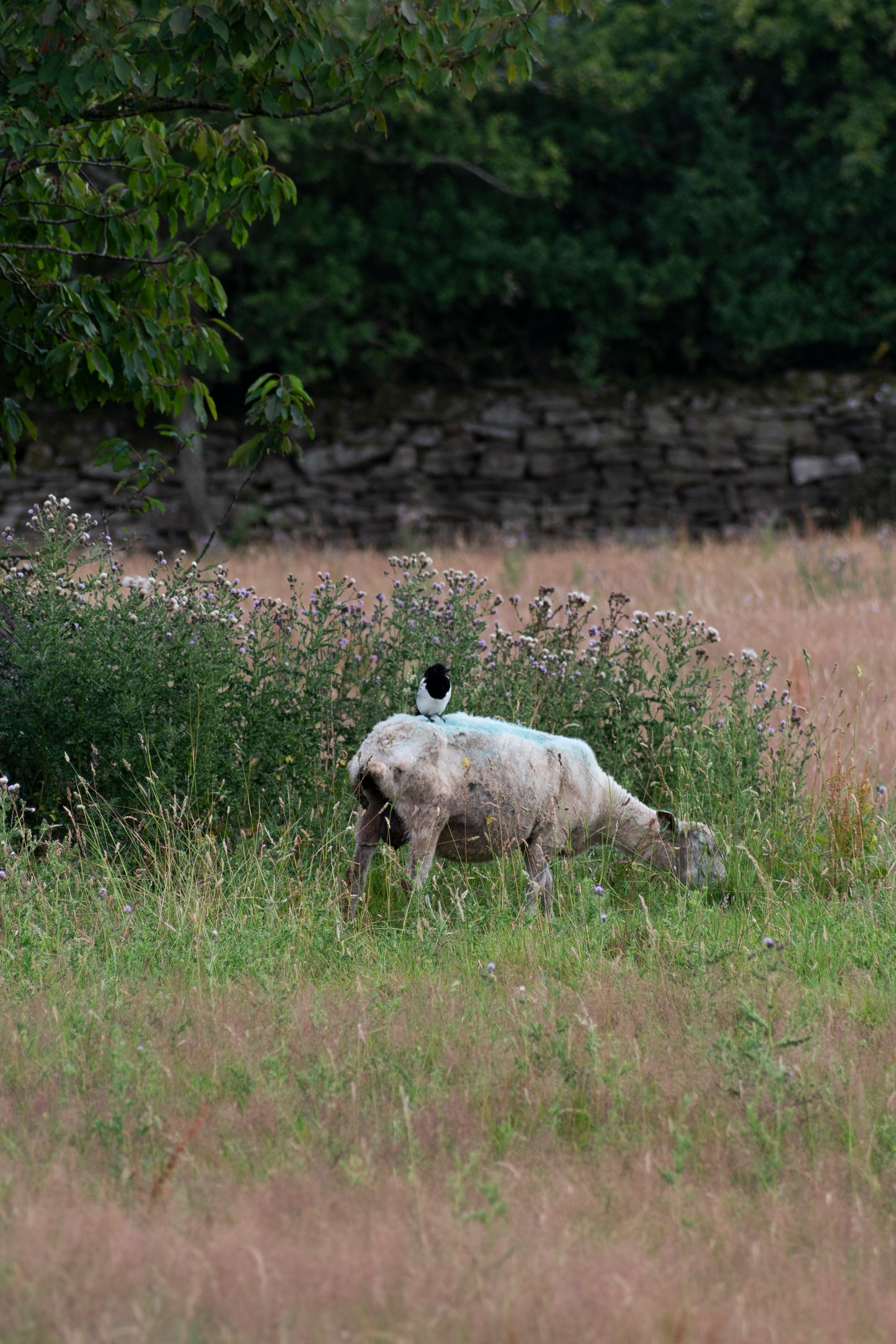Friend or Food - Shot on Digital DLSR