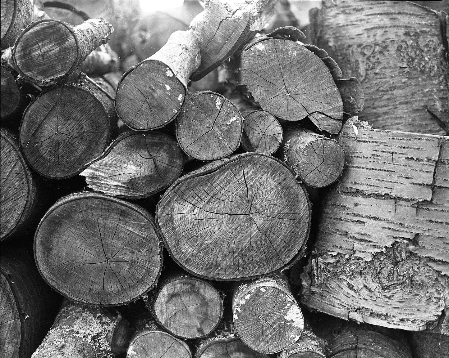 Welsh Fire Wood - Shot on 6x7 Film