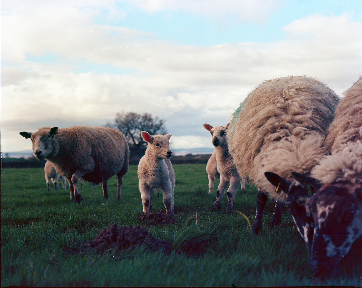 Pencoed Castle Sheep & Lambs - Shot on 6x7 Film