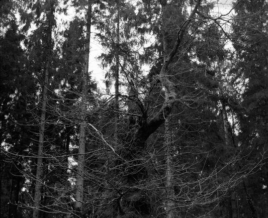 Wentwood Forest "The Witching Tree"- Shot on 6x7 Film