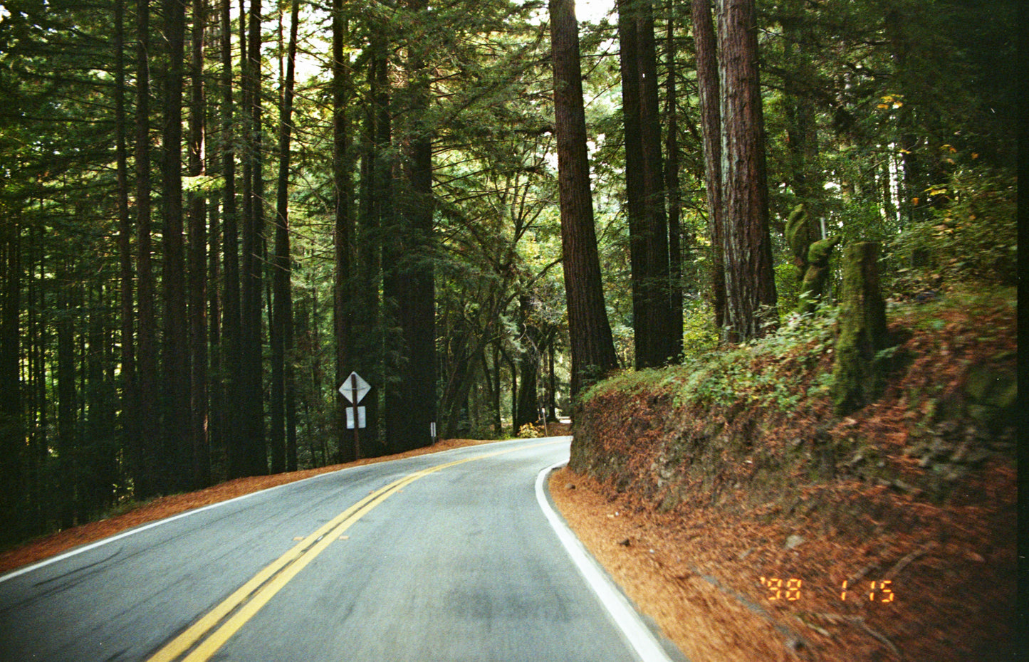 California Red Woods - Shot on 35mm Film